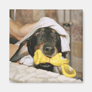 Íman Um dachshund que está sendo banhado