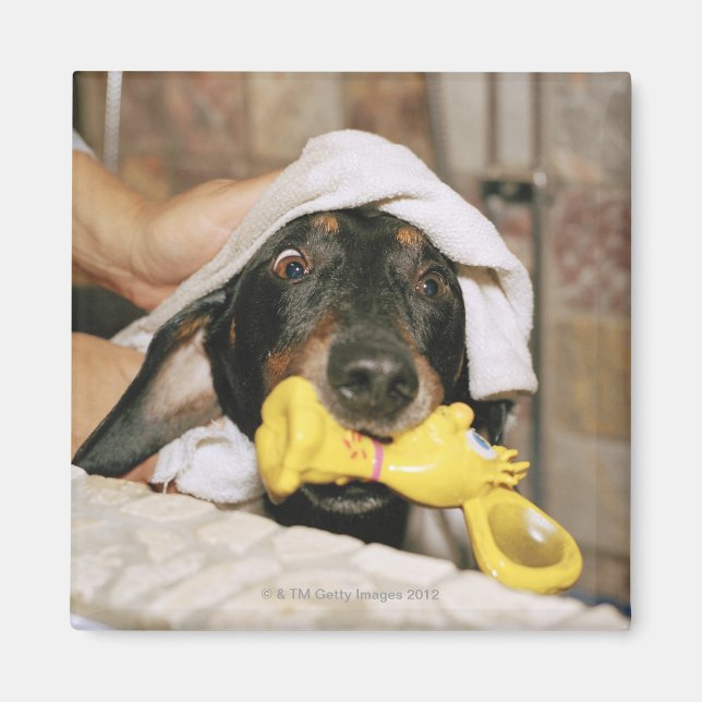Íman Um dachshund sendo banhado. (Frente)