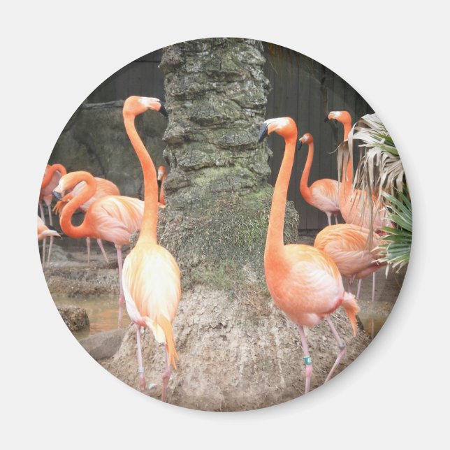 Íman Um dia no imã do zoológico (Frente)