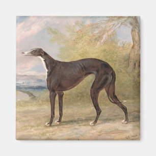Íman Um dos galgos de vencimento do Fox da pista de
