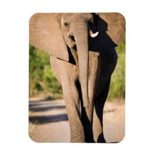 Íman Um Elefante Africano (Loxodonta Africana) Anda