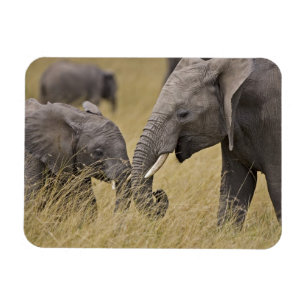 Íman Um elefante africano pastando nos campos