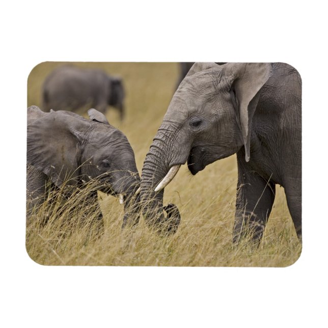 Íman Um elefante africano pastando nos campos (Horizontal)