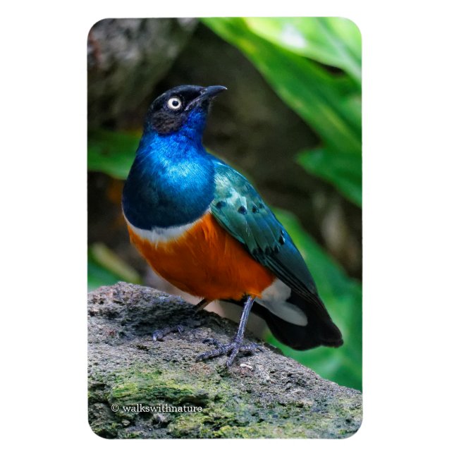 Íman Um Estonteante Pássaro Canoro Africano Superb Star (Vertical)