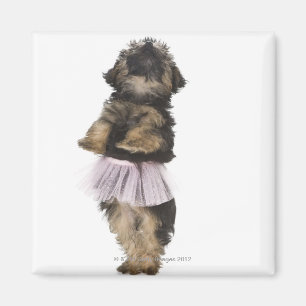 Íman Um filhote de cachorro de Yorkie-poo em um tutu em