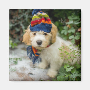 Íman Um filhote de cachorro doce de Cavachon em um