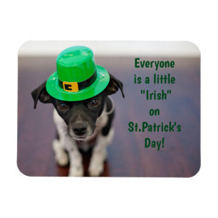 Íman Um filhote de cachorro irlandês pequeno