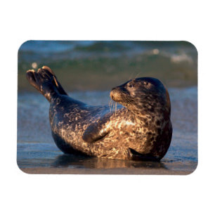 Íman Um filhote de foca levantando a cauda