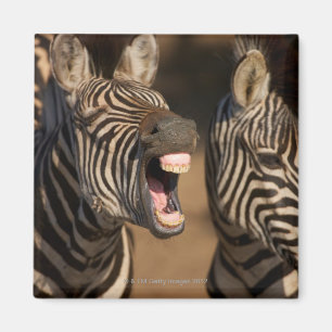 Íman Um fim-acima de uma zebra que mostra seus dentes,