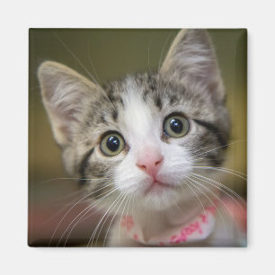 Íman Um gatinho bonito com olhos verdes