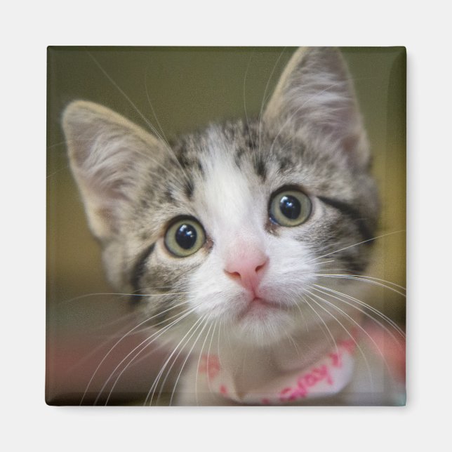 Íman Um gatinho bonito com olhos verdes (Frente)
