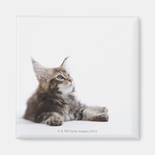 Íman Um gatinho do Maine Coon (Frente)