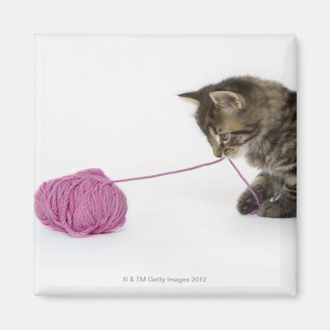 Íman Um gatinho jovem brincando com uma bola de (Frente)