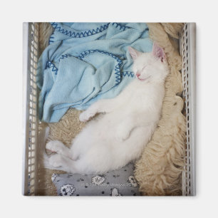 Íman Um gato branco que dorme em uma cesta de