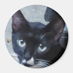 Íman Um gato curioso atrás de uma porta