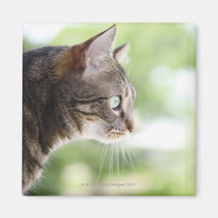 Íman Um gato de gato malhado adulto que olha fixamente