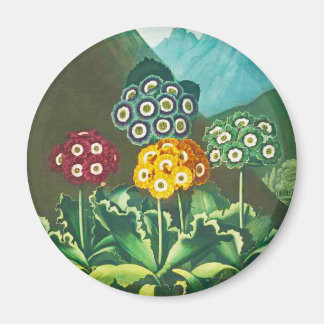 Íman Um Grupo de Auriculas