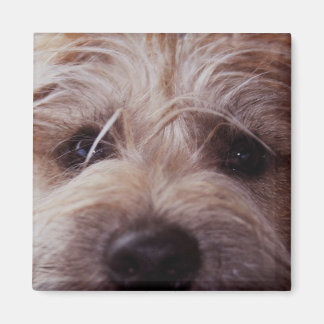 Íman Um imã de fechamento na face