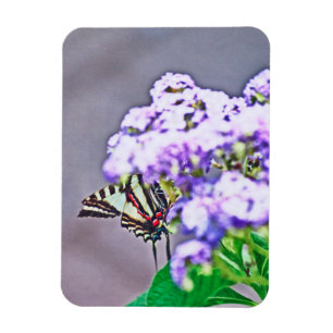 Íman Um Jogo Esconder e Procurar