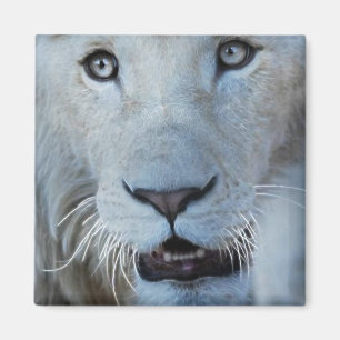 Íman Um leão branco em África do Sul