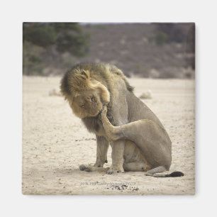 Íman Um leão que limpa sua pata traseira, Kgalagadi