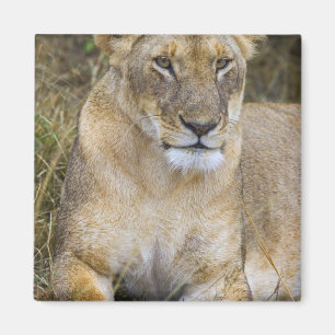 Íman Um leão sentado na grama alta do Maasai