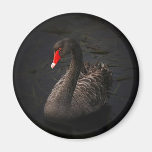 Íman Um lindo Cisne Negro com um Barão Vermelho Brilha