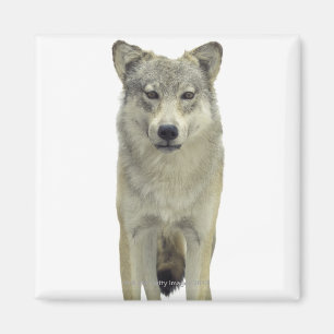 Íman Um lobo