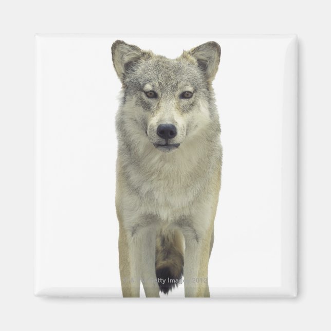 Íman Um lobo (Frente)