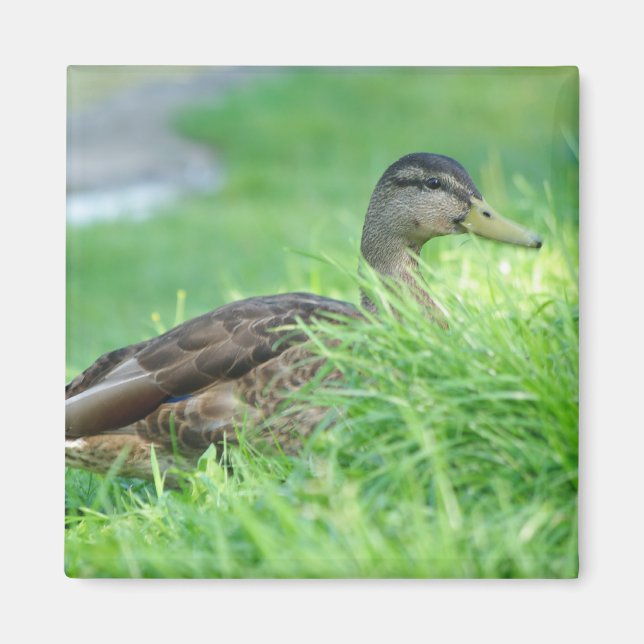 Íman Um Mallard Magnet (Frente)