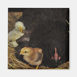 Íman Um Mama e seus pintinhos