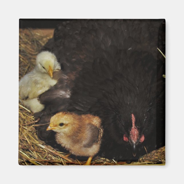 Íman Um Mama e seus pintinhos (Frente)