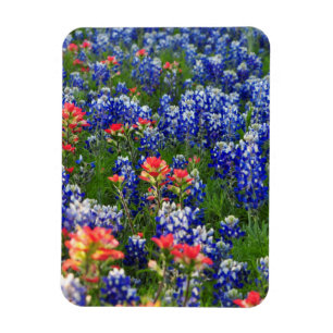 Íman Um mar dos Bluebonnets e de pincéis indianos
