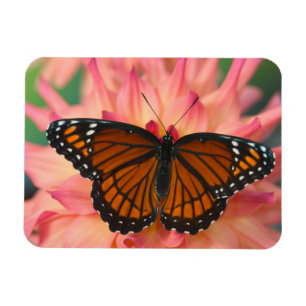 Íman Um Mimético da Borboleta Monarca