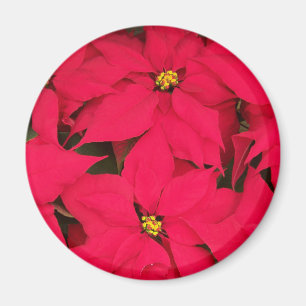 Íman Um monte de Poinsettias de Natal Brilhante