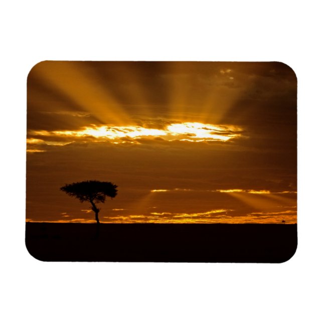 Íman Um nascer do sol com a boca aberta no Maasai Mara (Horizontal)