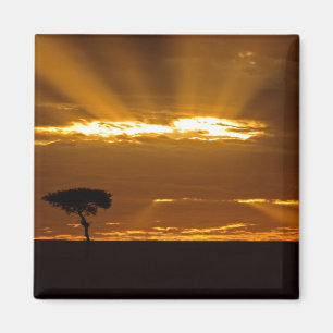 Íman Um nascer do sol com a boca aberta no Maasai Mara