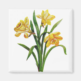 Íman Um Ouro de Daffodils bordados