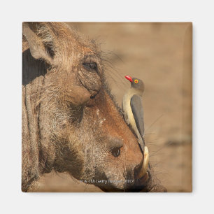 Íman Um Oxpecker em um snout dos warthogs,