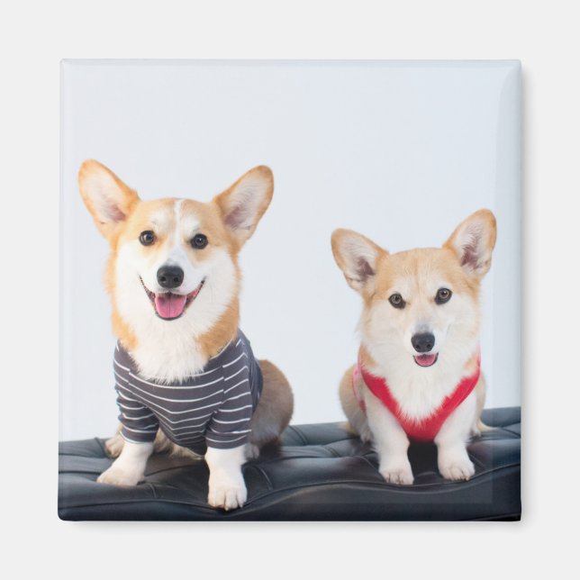 Íman Um Par De Corgis Sentado Em Um Banco (Frente)