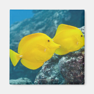 Íman Um par de espigas amarelas