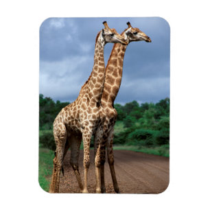 Íman Um Par De Girafas Na Estrada, Kruger Nacional
