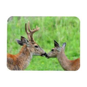 Íman Um par de veados