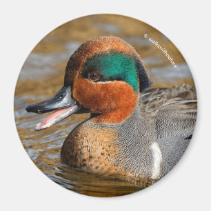 Íman Um pato Verde-Voado Chatty da cerceta na lagoa