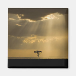 Íman Um pôr do sol místico no retorno ao acampamento no