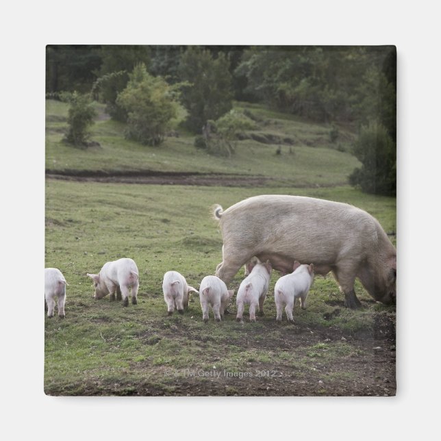 Íman Um porco com leitões num campo (Frente)
