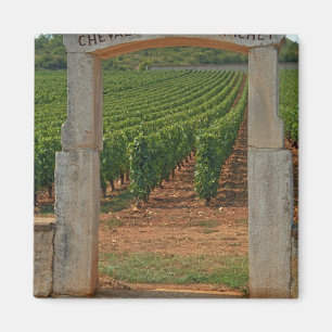 Íman Um pórtico de pedra para a vinha