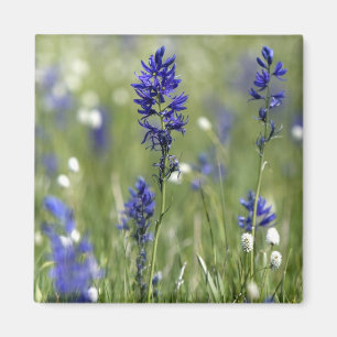 Íman Um prado montanhoso de flores silvestres incluindo