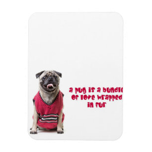 Íman Um Pug É Um Pacote De Amor Embalado De Pele