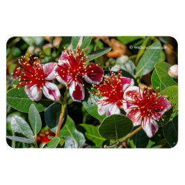 Íman Um Quarteto de abacaxi Guava / Flores de Guavastee